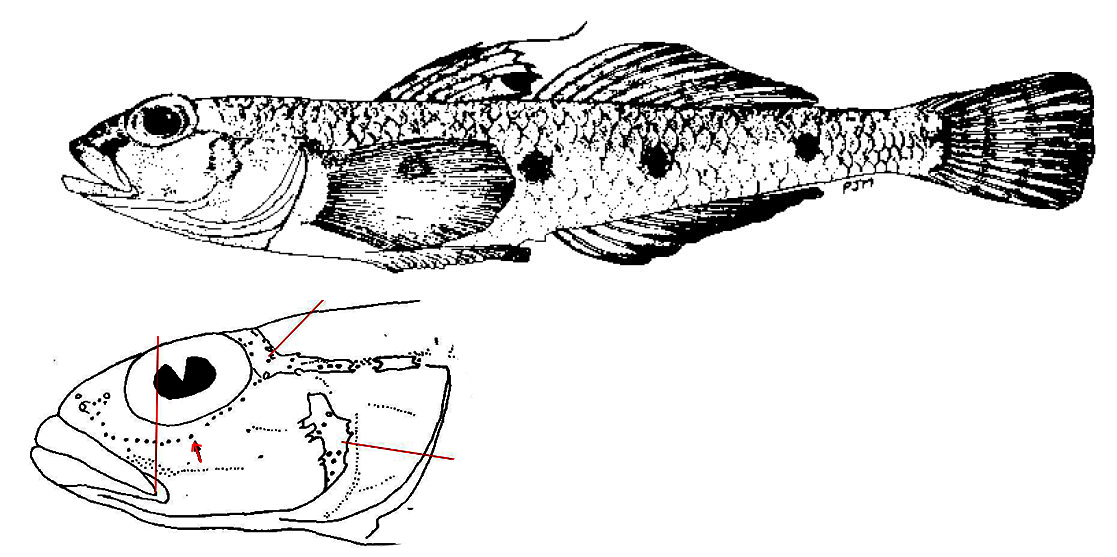 Deltentosteus quadrimaculatus_01